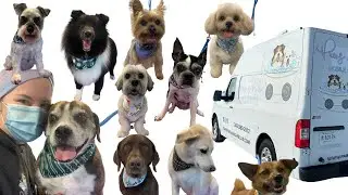 First Week as a Mobile Dog Groomer | Female Entrepreneur