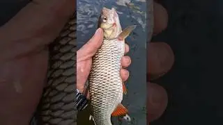 love,like&subscribe #best #beautiful #nature #viral #shorts #fishing