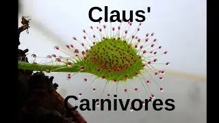Drosera hookeri + Hefe/ sundew D.hookeri reacts on yeast extract