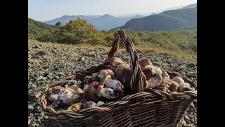 STORIE di FUNGI 2... E LA TENSIONE SALE