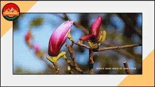 TORONTO CHERRY BLOSSOMS SPRING / SUMMER FLOWER