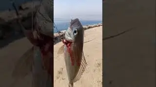 Now Catch fish Sea bream @aziziyah