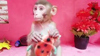 Smart Baby Monkey village and forest All amimals duck rabbit chaken viral videos typing 2022