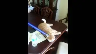 Dyson Cat Vaccum