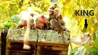 GENTLE KING & BABY SCARE || AMARI MONKEY GROUP HAS SMALL CONFLICT BUT UNDER CONTROL KING SKIPPY