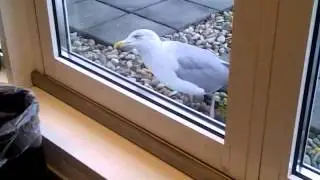 Hungry  Seagull,  Hongerige zeemeeuw