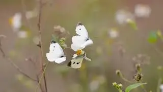 Primal Songs Relaxing Spa Music
