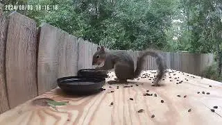 Fly Guy - Most Often Hand Fed Squirrel - surprised with a new feed station by his tree