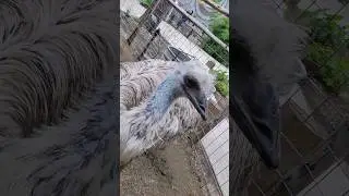Facing an emu 1v1🫢#emu #1v1 #birds #fight #beef