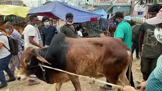 Bhai koto nilo? Gabtoli Gorur Haat | Qurbani Cow Price Update | Gabtoli Cattle Market #shorts #cow