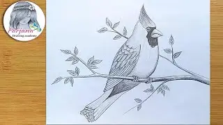 How to draw Cardinal Bird | Pencil Drawing