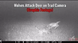 Dramatic Wolf Attack on Deer Caught on Trail Camera! (Graphic Video)