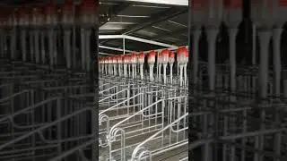 Gestation crate with PROVALE cup
