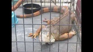 Energy Work Directed at Reptilians Stealing Our Natural Resources w Cathy 1/17/35