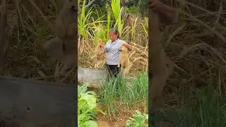 👨&zwj;🌾 ESFP & INTP dogs try farming... but grandma had other plans
