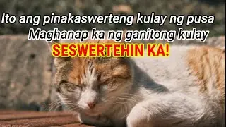 ITO ANG PINAKASWERTENG KULAY NG PUSA MAGHANAP KA NG GANITONG KULAY SESWERTEHIN KA