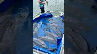 Releasing Black Carp: Fast-growing fish prized for firm meat and high economic value