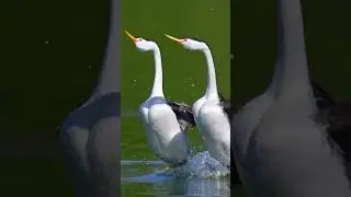 Clarks grebe synchronized dancing #birds #dancing #synchronization