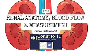 EP44 &ndash; Renal Anatomy, Blood Flow & Measurement | Anaesthetic Primary Topic | Renal Physiology | CT10
