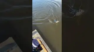 Рыбалка с Фернандо! Двойной улов овцеголовой рыбы!