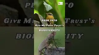 Peek into Give Me Tree's biodiversity. 🦋🐝