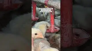 Penggunaan Spirafeed & Algalizer dalam Manajemen Harian Kandang dan Lahan Pertanian