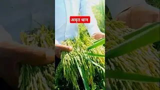 RS10 Best Variety #shorts #viralshorts #rice #agriculture