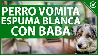 🐶 Por qué mi Perro Vomita Espuma Blanca con Baba - Causas y Tratamiento 🤮🐶
