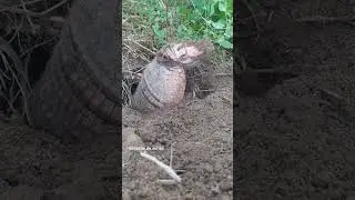 tatu peba