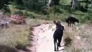 Canine Adventures