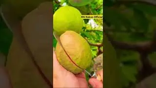 #Fruits Cutting #Amazing Fruits Cutting #All Fruits Cutting #🍇🍏🍉🍊🍋🍎🍐 #shorts