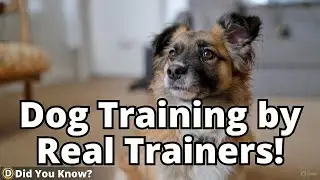 Dog Training by Real Trainers! 🐕🎧
