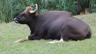 Gaur, the indian bison, at Zoo Miami