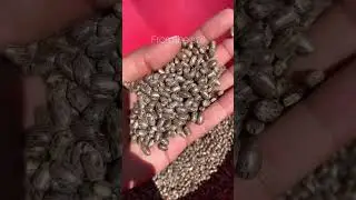 How #jamaicanblackcastoroil is made ✨organically grown & traditionally roasted in Jamaica