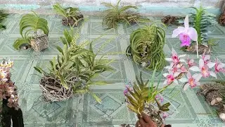 Lan rừng Bình Thuận giá rẻ LH 0363555539 zalo ngày 29/12#lanrunggiare #tabthịnhhànhphonglanrừng 