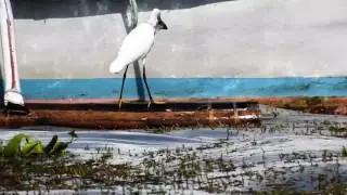 Birds | White bird with fish on its beak | Taal Lake | Philippines