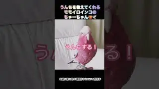 うんちをする前に教えてくれる鳥さん♡モモイロインコのちゃーちゃんです♪鳥さんにも便意はあるよ♡