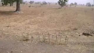 Harvesting Termites - Chicken Feed
