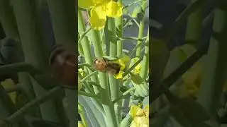 Broccoli Blooms and Busy Bees! #pollinators #broccoli #flowers #beefriendly