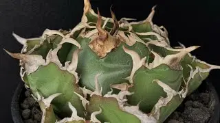 20250307 アガベ・チタノタ白鯨（厳選コンパクト）-024｜agave titanota white whale