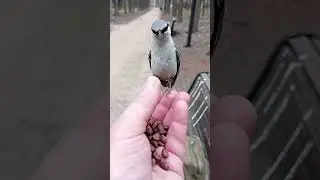 Знакомый поползень. Апрель 2023 / The familiar nuthatch. April 2023