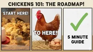 Everything you need to know about raising chickens (Chick to First Egg!)