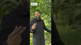 من أهم الفيديوهات اللي ممكن تشوفها عن ازاي رشه ممكن تضاعف الإنتاج وتوصيات إزالة الشماريخ بتكلفة اقل