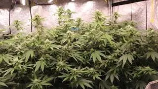 GROW 16(4 weeks flower)REMONUTRIENTS,FEROCIOUS,TERPENEZ,FISHSHIT,FLUENCELED,