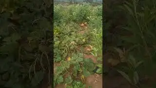 esse lugar e muita bencao de Deus rancho lagoa azul