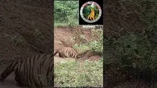Junior Bajrang Male , Mamla gate Tadoba Tiger Reserve