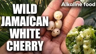 Benefits of Clammy Cherry | Cordia obliqua Wild #clammycherries