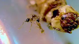 Wasmannia auropunctata VS Pheidole megacephala