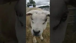 Texel sheep - amazing sheep with  strange look.