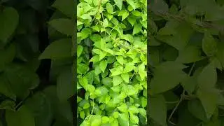gudmar diabetic reversal herb #dibeties #gudmar #gmnemasylvester
